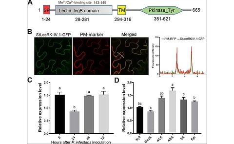 StLecRK-IV.1 structure, localization, and induction pattern. StLecRK-IV.1 structure, localization, and induction pattern.