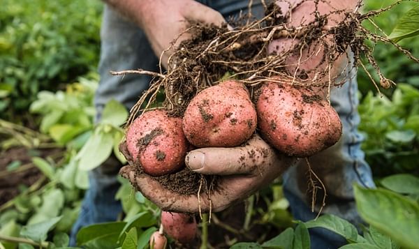 ‘Stop/start’ harvest results in challenging year for Irish potato growers