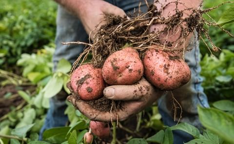 ‘Stop/start’ harvest results in challenging year for Irish potato growers ‘Stop/start’ harvest results in challenging year for Irish potato growers