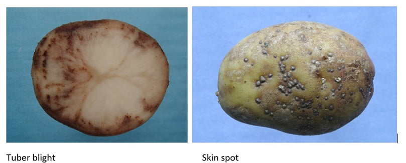 AHDB has received reports of a few quality issues with pest damage, soft rot, bruising and hollow heart all mentioned.