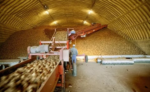 Webinar on potato seed storage and disease prevention hosted by the North American Potato Storage Organization (NAPSO) on February 24, 2025. Webinar on potato seed storage and disease prevention hosted by the North American Potato Storage Organization (NAPSO) on February 24, 2025.