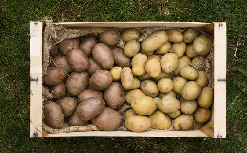 Storage Behavior Classification of Potato Varieties Based on Dormancy and Sweetening Response