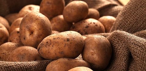 Farmers of Tajikistan expect to harvest 1.1 million tons of potatoes in 2023