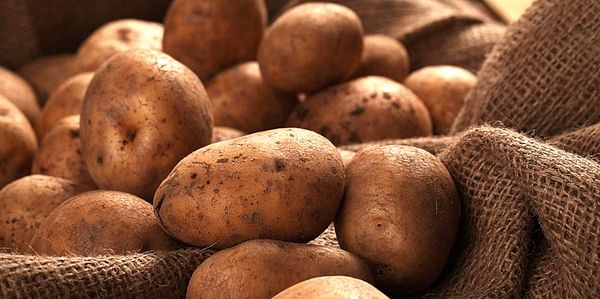 Early potatoes