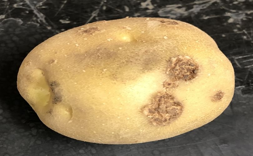 Potato tubers with common scab lesions, illustrating economic impact on marketability Potato tubers with common scab lesions, illustrating economic impact on marketability