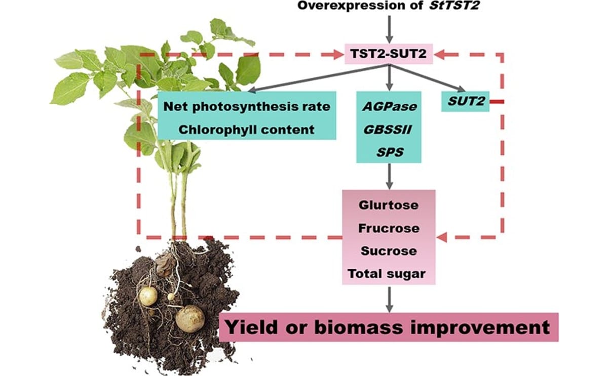 StTST2–SUT2 regulatory module in potato. Confocal and protein interaction analyses show StTST2 on the vacuolar membrane interacting with SUT2, enhancing sugar transport from leaves to tubers, boosting photosynthesis and yield, and highlighting its key role in sugar accumulation and tuber productivity.