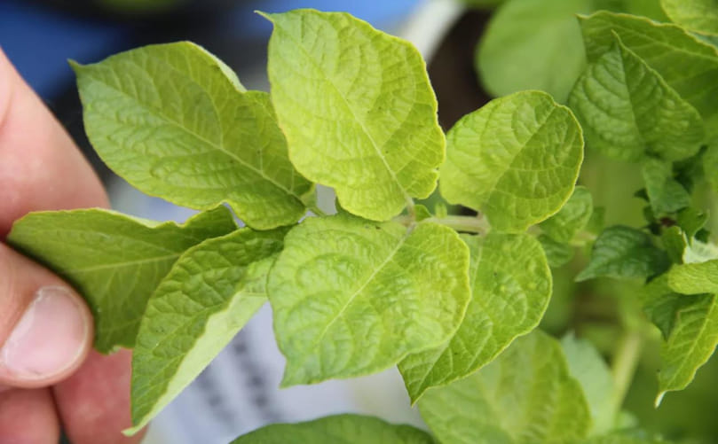Yellowing of Young Leaves Caused by Sulfur Deficiency Yellowing of Young Leaves Caused by Sulfur Deficiency