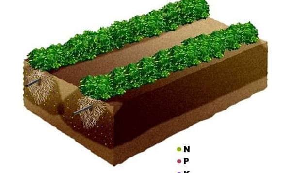 Sub surface drip irrigation saves water, fertilizer