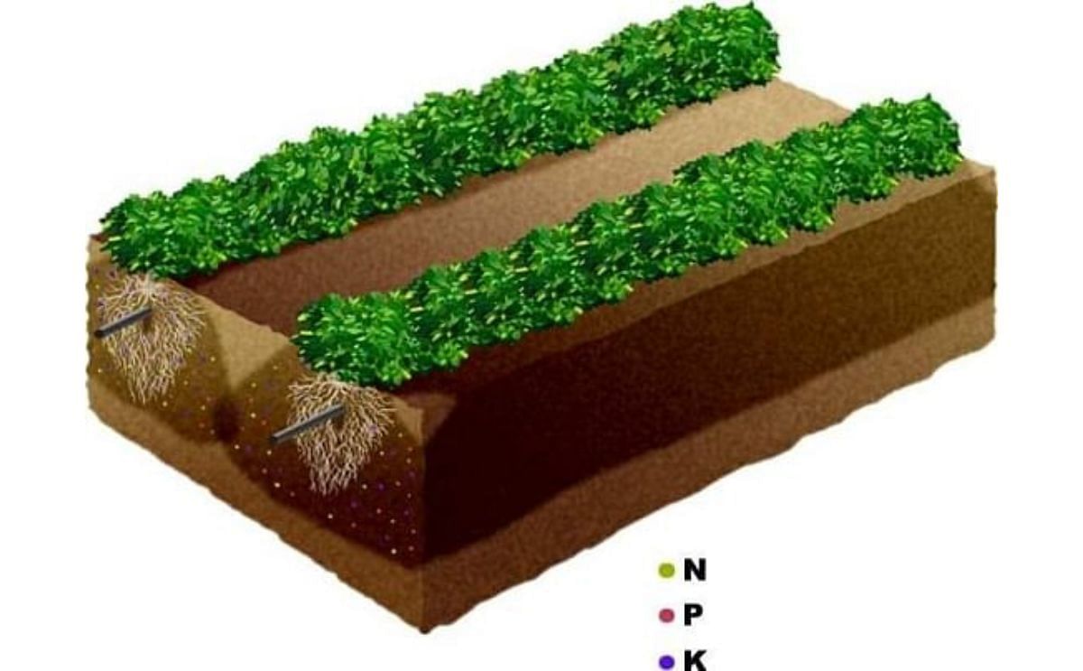 Sub surface drip irrigation saves water, fertilizer