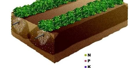 Sub surface drip irrigation saves water, fertilizer