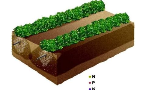 Sub surface drip irrigation saves water, fertilizer Sub surface drip irrigation saves water, fertilizer