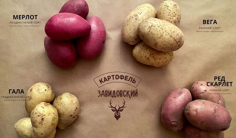 The four potato varieties cultivated by Razdolie this year: Merlot, Vega, Gala and Red Scarlett.