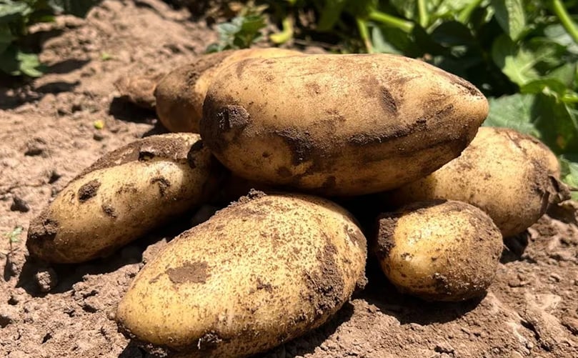 Germinación exitosa de la papa en secano con riego por goteo subterráneo.(Cortesía: Conci) Germinación exitosa de la papa en secano con riego por goteo subterráneo.(Cortesía: Conci)
