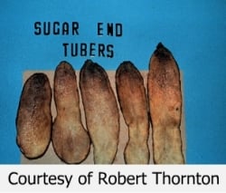 Potatoes showing Sugar Ends Potatoes showing Sugar Ends