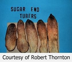 Potatoes showing Sugar Ends