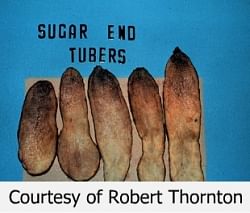 Potatoes showing Sugar Ends Potatoes showing Sugar Ends