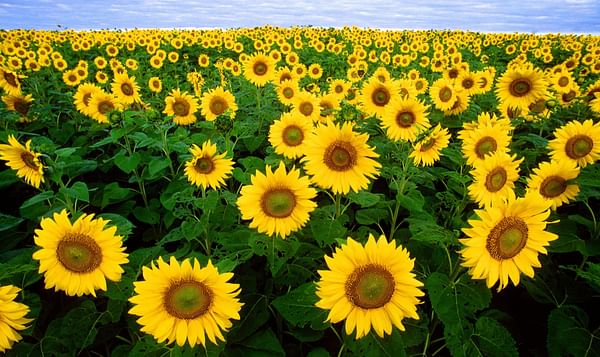  Sunflower oil