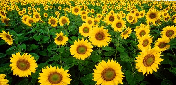  Oilseeds;sunflower