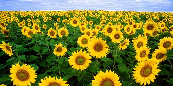  Oilseeds;sunflower
