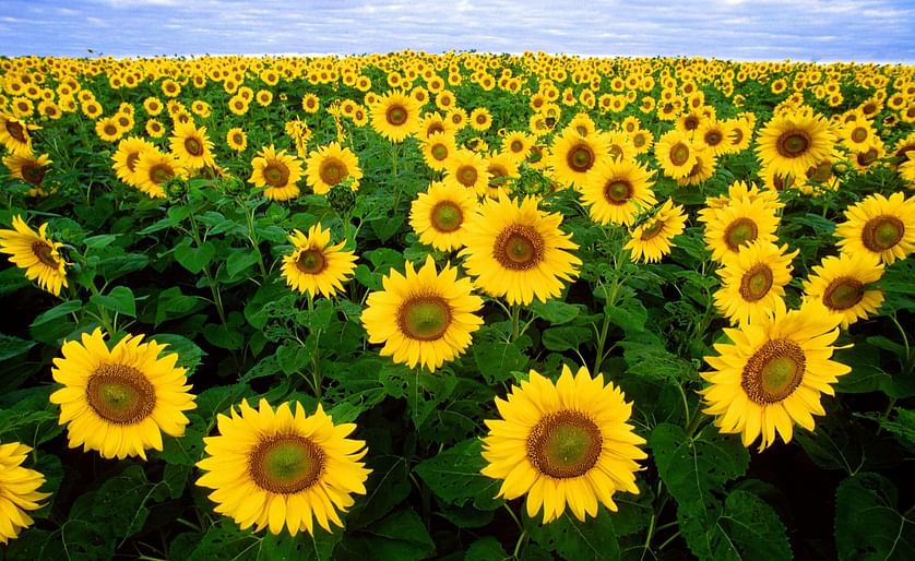 Sunflower for news
