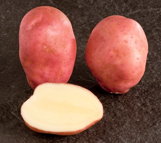 Potato variety Sunset (Cygnet) (Courtesy: SASA / Crown) Potato variety Sunset (Cygnet) (Courtesy: SASA / Crown)