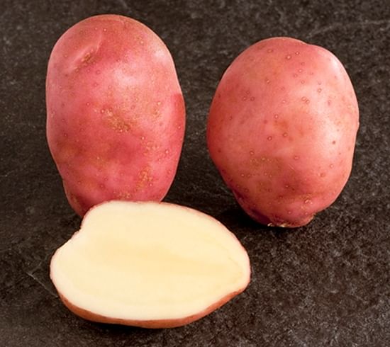 Potato variety Sunset (Cygnet) (Courtesy: SASA / Crown)