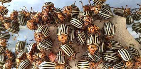 ‘Super pest’ Colorado potato beetles have the genetic resources to sidestep our insecticides.