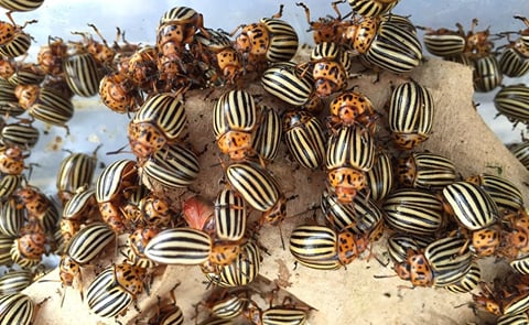 ‘Super pest’ Colorado potato beetles have the genetic resources to sidestep their attacks ‘Super pest’ Colorado potato beetles have the genetic resources to sidestep their attacks
