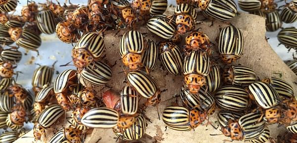 ‘Super pest’ Colorado potato beetles have the genetic resources to sidestep our insecticides.