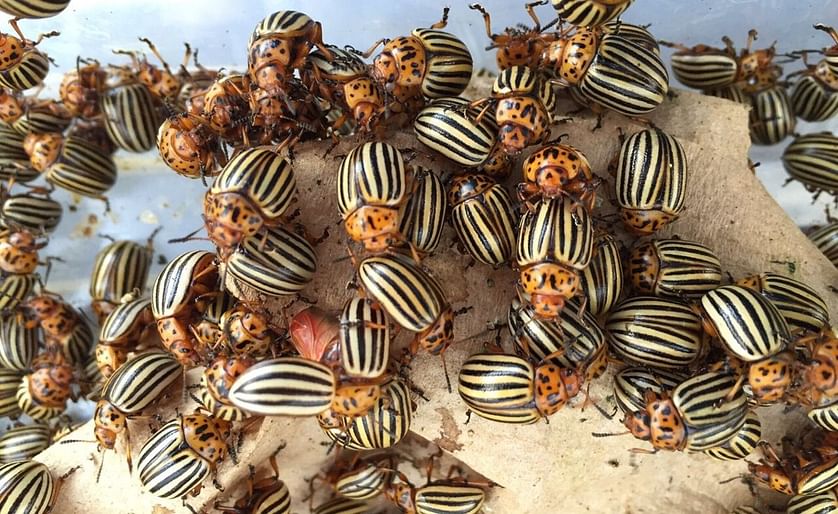 ‘Super pest’ Colorado potato beetles have the genetic resources to sidestep their attacks