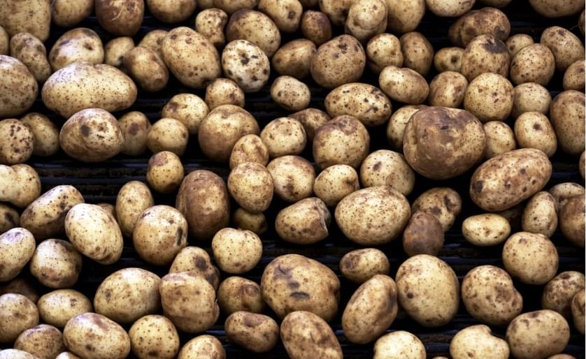 Could a 'super' potato, fortified with iron and zinc, tackle malnutrition? (Courtesy: Bloomberg)