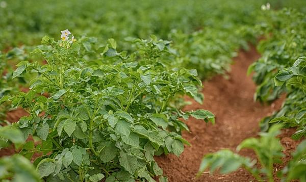 Se espera un incremento de la superficie de cultivo de patatas en Brasil impulsado por el segmento industrial