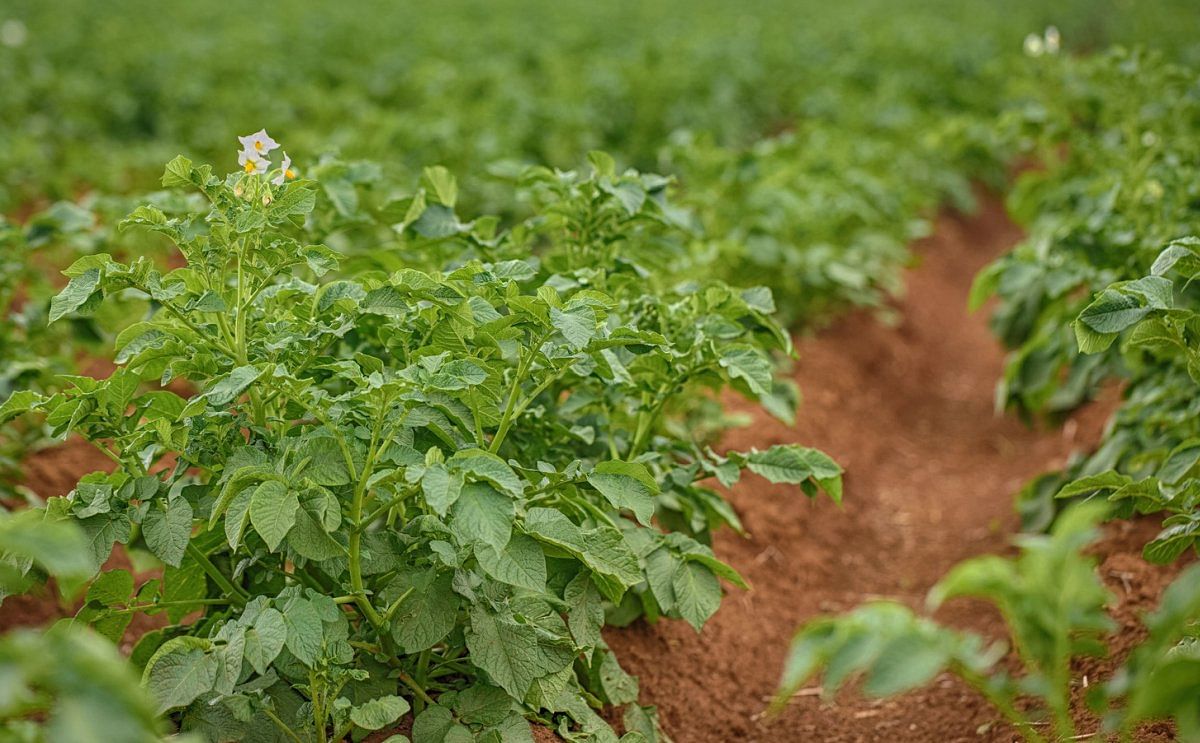 Se espera un incremento de la superficie de cultivo de patatas en Brasil impulsado por el segmento industrial