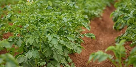 Se espera un incremento de la superficie de cultivo de patatas en Brasil impulsado por el segmento industrial