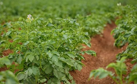 Se espera un incremento de la superficie de cultivo de patatas en Brasil impulsado por el segmento industrial Se espera un incremento de la superficie de cultivo de patatas en Brasil impulsado por el segmento industrial