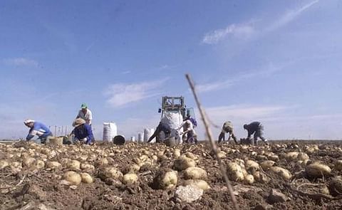 El alto coste del cultivo y los bajos e inestables precios apenas dejan 770 hectáreas. El alto coste del cultivo y los bajos e inestables precios apenas dejan 770 hectáreas.