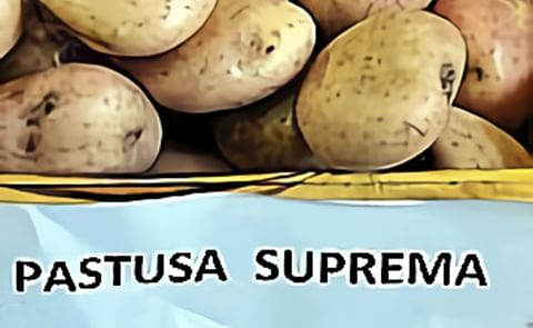 Variedad de papa colombiana Pastusa Suprema: Nuevos usos y mayor área de siembra Variedad de papa colombiana Pastusa Suprema: Nuevos usos y mayor área de siembra