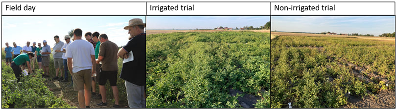 Susanne Kirchmair (NOES) presenting the ADAPT potato field trials on the field day on 14.07.22 and photos of the irrigated and non-irrigated variety trials on 21.07.22. Susanne Kirchmair (NOES) presenting the ADAPT potato field trials on the field day on 14.07.22 and photos of the irrigated and non-irrigated variety trials on 21.07.22.
