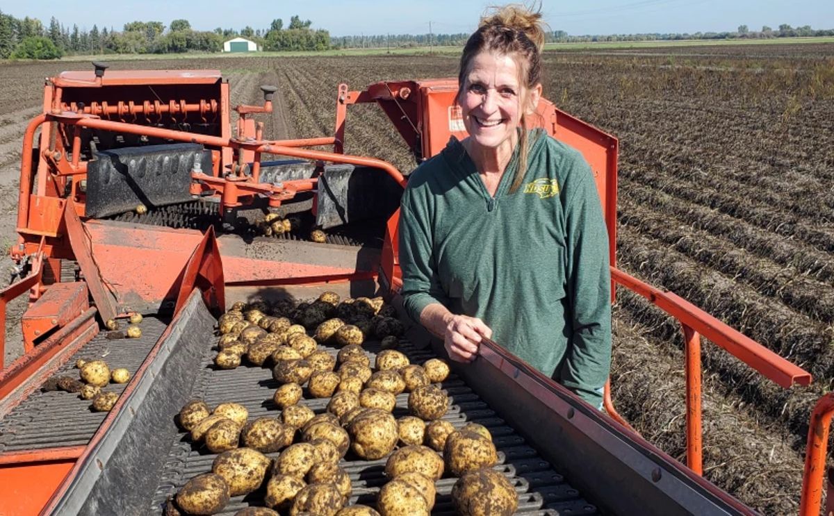 Susie Thompson, NDSU associate professor of potato breeding, developed the new yellow potato ND1241-1Y about 10 years ago, which may be commercially available soon. Susie Thompson, NDSU associate professor of potato breeding, developed the new yellow potato ND1241-1Y about 10 years ago, which may be commercially available soon.