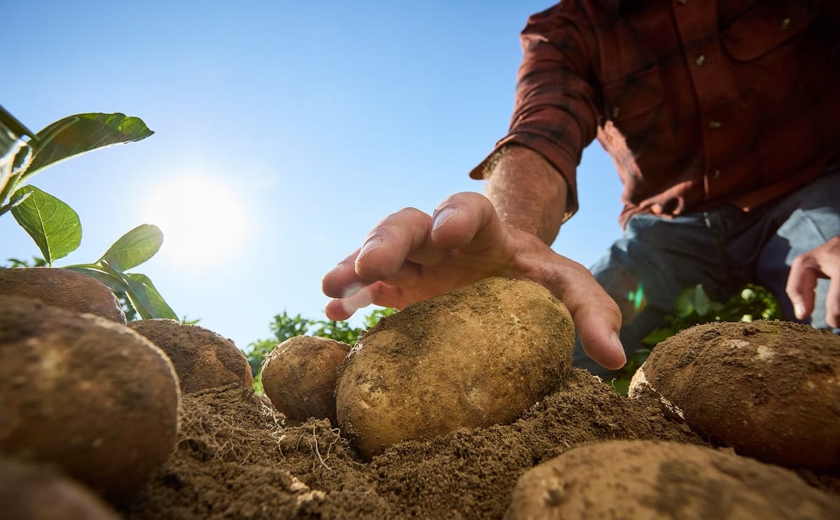 Potato harvesting in the field highlights Lamb Weston’s commitment to sustainable agriculture, resource efficiency, and environmental stewardship as outlined in its FY2025 Global Sustainability Report. Potato harvesting in the field highlights Lamb Weston’s commitment to sustainable agriculture, resource efficiency, and environmental stewardship as outlined in its FY2025 Global Sustainability Report.