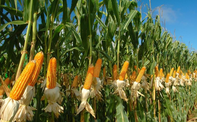 stainable Popcorn Farming stainable Popcorn Farming