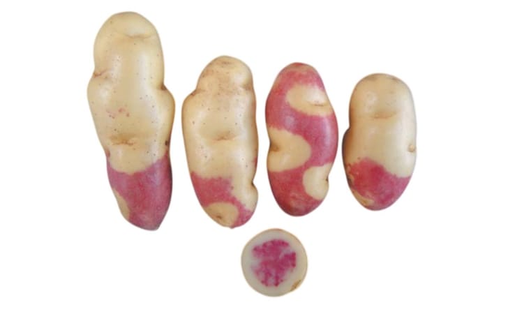 SUYTU PERUANITA SUYTU PERUANITA