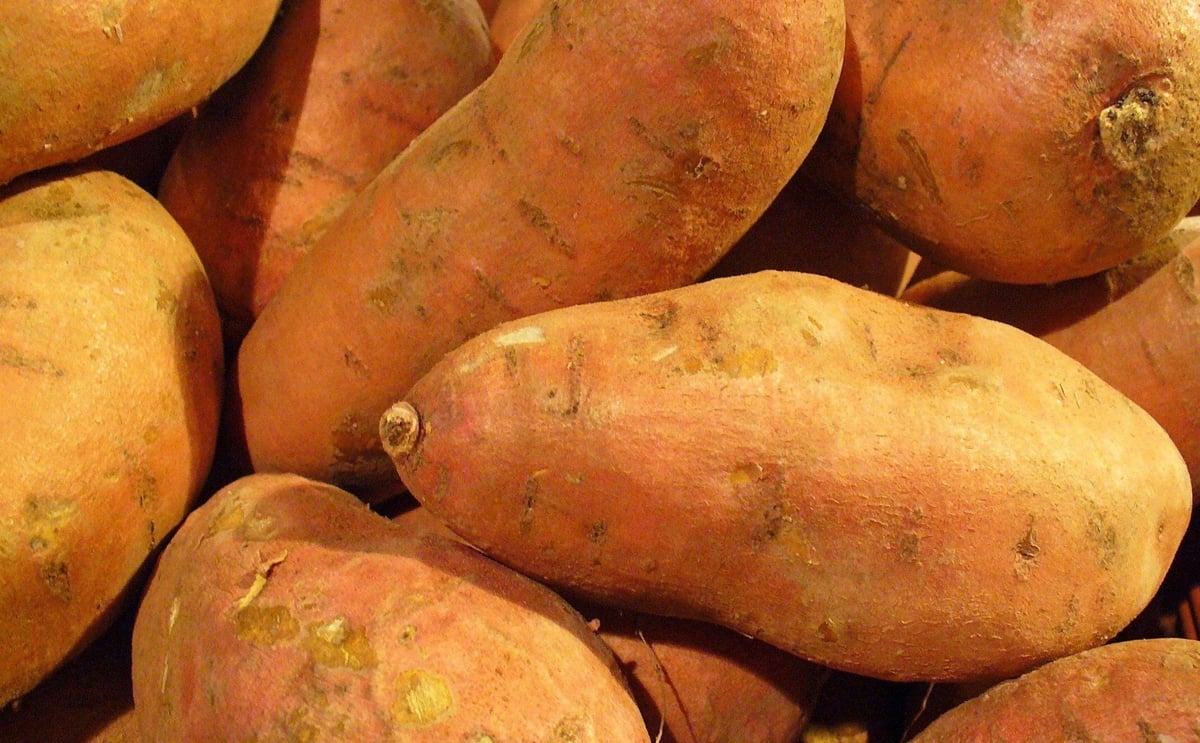 Sweet Potatoes are Genetically Modified - by nature Sweet Potatoes are Genetically Modified - by nature