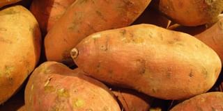 Sweet Potatoes are Genetically Modified - by nature Sweet Potatoes are Genetically Modified - by nature