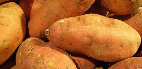 Sweet Potatoes are Genetically Modified - by nature