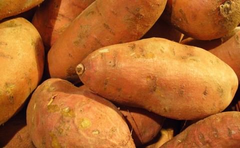 Sweet potato starch plant planned in Kenya (Courtesy: T. Rodgers from Vegan Liftz via Wikimedia Commons)
Sweet potato starch plant planned in Kenya (Courtesy: T. Rodgers from Vegan Liftz via Wikimedia Commons)