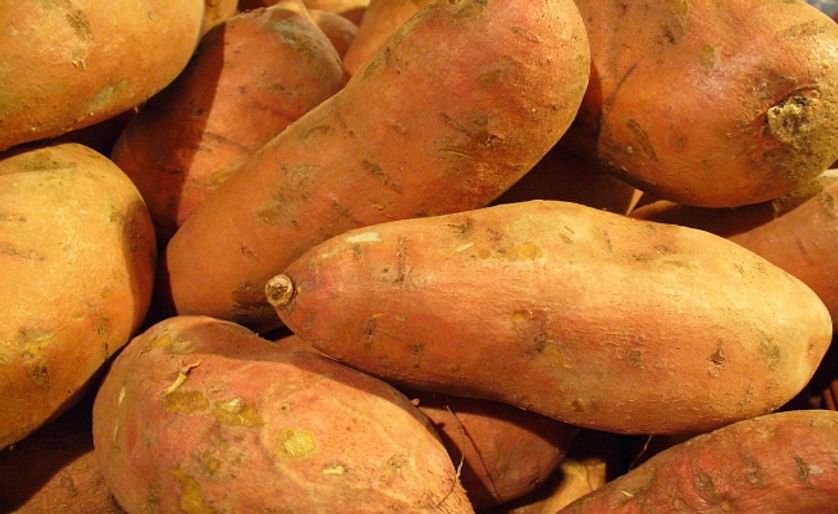 Sweet potato starch plant planned in Kenya (Courtesy: T. Rodgers from Vegan Liftz via Wikimedia Commons)
