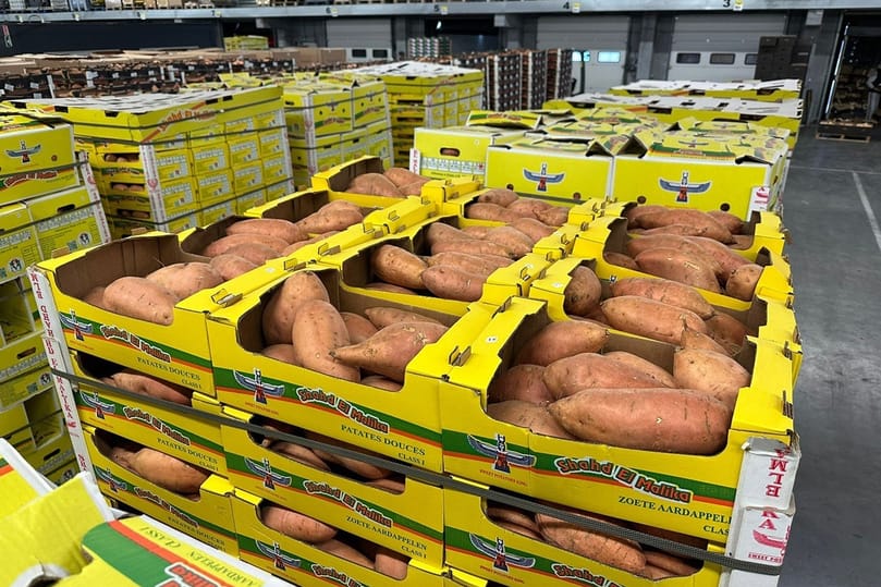 Crates of Egyptian sweet potatoes prepared for export, underscoring the country’s expanding presence in the European market. Crates of Egyptian sweet potatoes prepared for export, underscoring the country’s expanding presence in the European market.