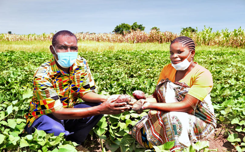 Farmers harvesting biofortified sweet potatoes in a lush field in Malawi, showcasing sustainable smallholder farming in Africa. Farmers harvesting biofortified sweet potatoes in a lush field in Malawi, showcasing sustainable smallholder farming in Africa.
