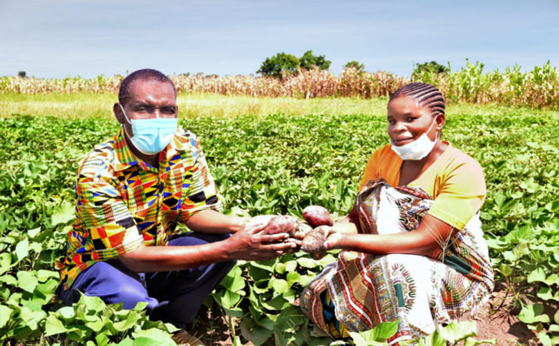 Farmers harvesting biofortified sweet potatoes in a lush field in Malawi, showcasing sustainable smallholder farming in Africa. Farmers harvesting biofortified sweet potatoes in a lush field in Malawi, showcasing sustainable smallholder farming in Africa.